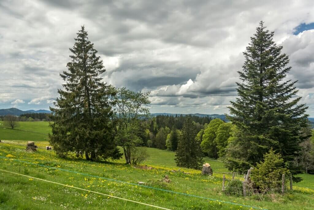 a lush green field with trees on a cloudy day