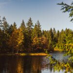 a body of water with trees around it